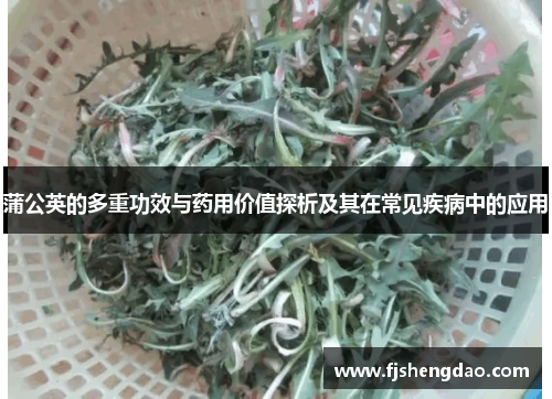 蒲公英的多重功效与药用价值探析及其在常见疾病中的应用